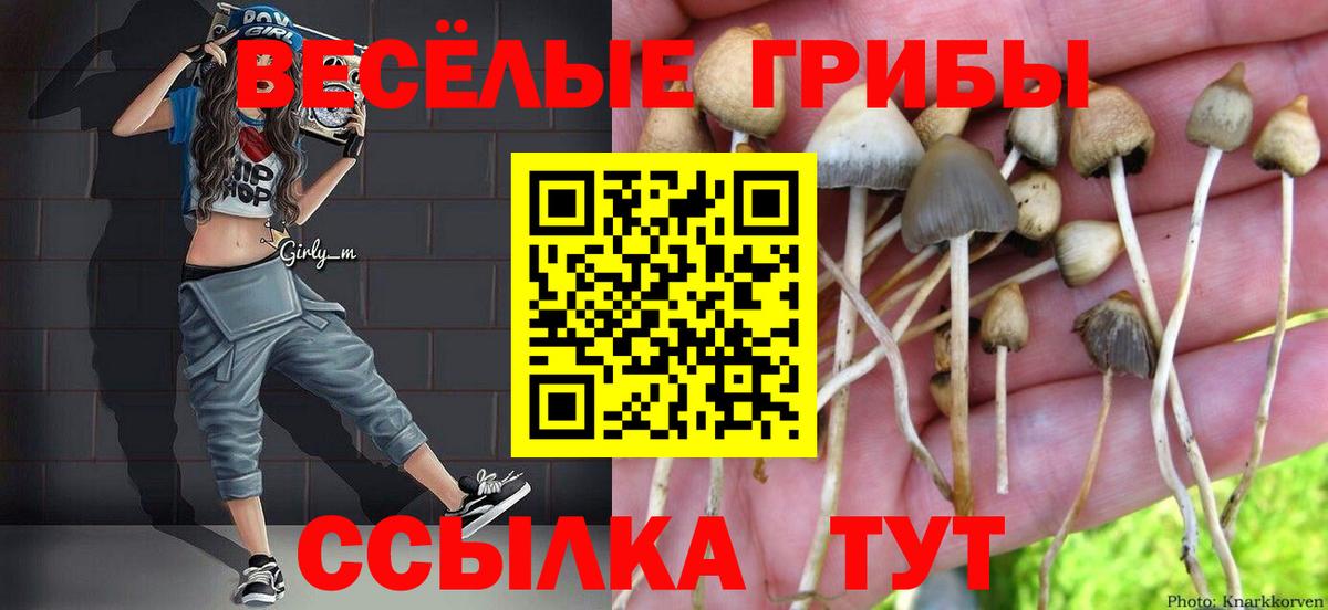 Псилоцибиновые грибы Cubensis  Вход с VPN  Кулебаки 